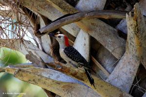Red Bellied Woodpecker hiding in a Cabbage Palm
